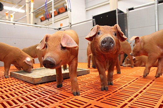 ГК «Агро-Белогорье» застраховала почти миллион свиней свиней из-за угрозы АЧС