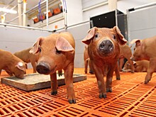 ГК «Агро-Белогорье» застраховала почти миллион свиней свиней из-за угрозы АЧС