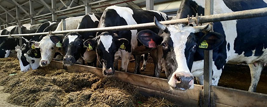 В Костромской области расширили программу субсидирования производителей молока