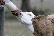 Жировой состав молока помог проследить эволюцию млекопитающих