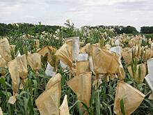 Ученые ВИР запатентовали ДНК-маркер, который ускорит селекцию сорго