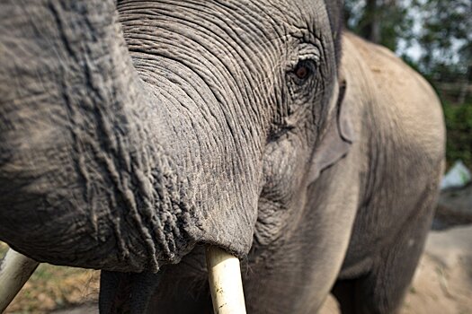 Пять африканских стран призвали разрешить торговлю слоновой костью