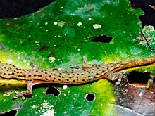 Похожий на таксу яркий геккон открыт студентом биофака МГУ