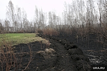 Аналитик Позднякова: устаревшие данные о состоянии лесов способствуют природным пожарам