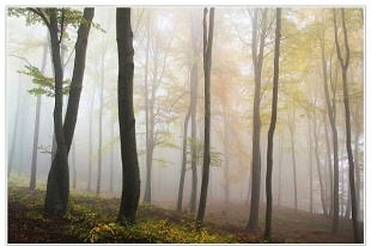 В Кузбассе за год вдвое увеличат объем посадочного материала для будущих лесов