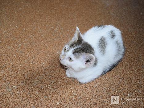 Корм для «военных котиков» отправили из нижегородского Заксобрания на СВО