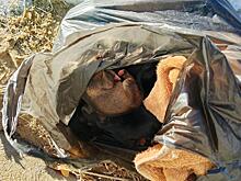 В Атамановке десять новорождённых щенков выбросили на мороз в пакете