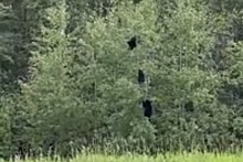 Россияне сняли на видео падение трех медвежат с дерева