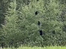 Россияне сняли на видео падение трех медвежат с дерева