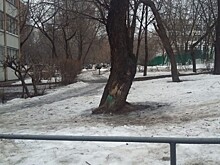 На проспекте Андропова отчистили от веток один из дворов