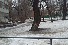 На проспекте Андропова отчистили от веток один из дворов