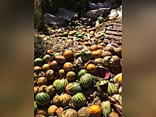 Соцсети: бахчевая свалка появилась в поселке Пыра