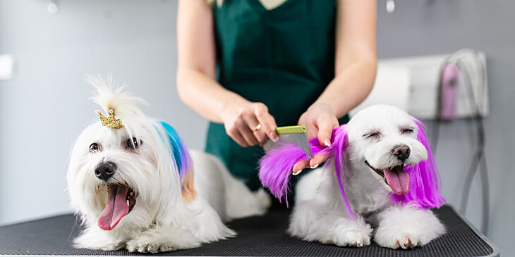 Смертельно опасно: врач посоветовал хозяевам не красить домашних животных