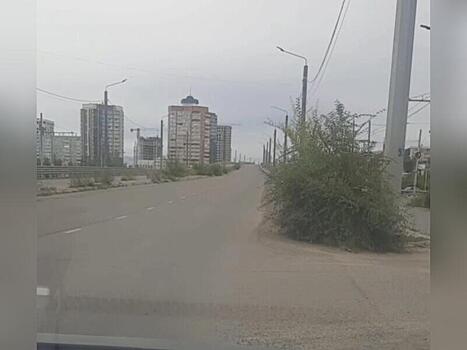 Деревья в человеческий рост выросли на мосту через Каштакское кольцо