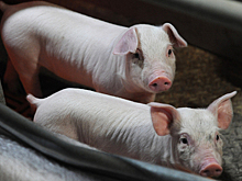 Сбежавших свиней обнаружили спящими у бензоколонки