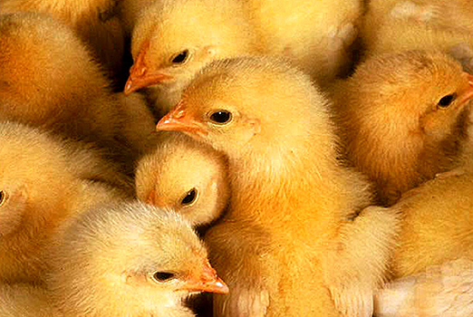В Приамурье птицефабрика забила миллион бройлеров из-за птичьего гриппа