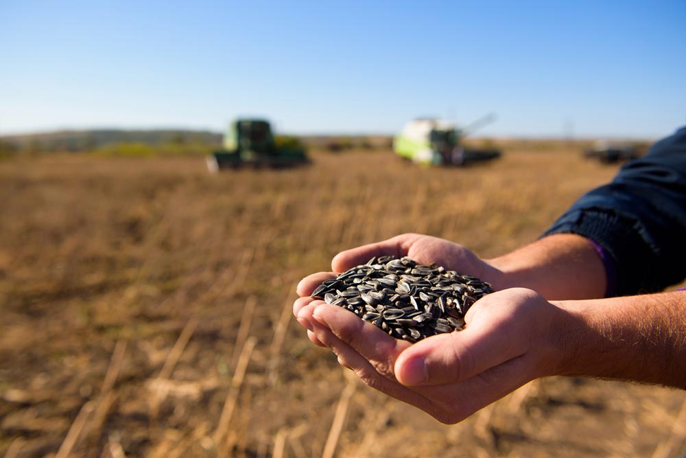 Западные компании приостановили поставки семян подсолнечника в Россию