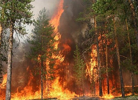 Высокий класс опасности: лес горит во Владивостоке