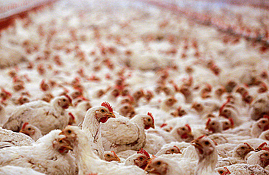 Российская курица на арабском столе. На птицефабрики едет инспекция из ОАЭ