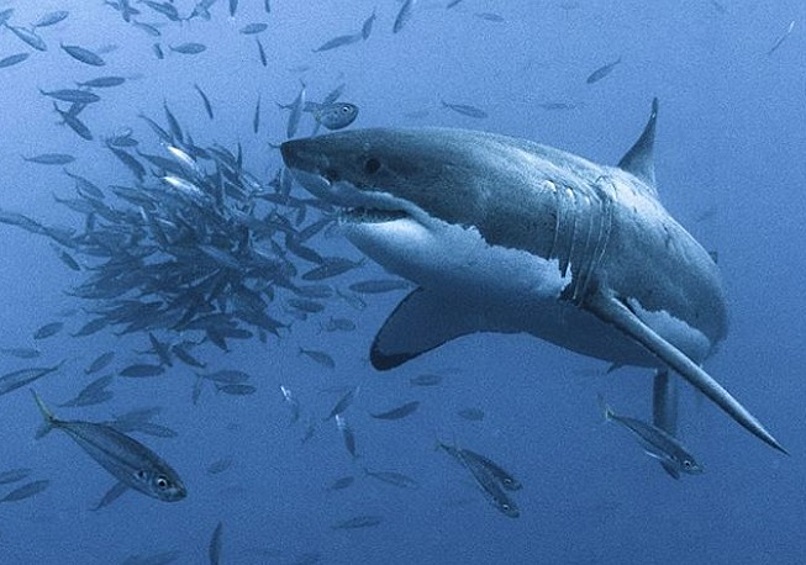 35-летний Джон Маэр восхищается этими существами. Он говорит, что наблюдать за акулами, а также иметь возможность установить с ними зрительный контакт, — это совершенно непередаваемый опыт.
