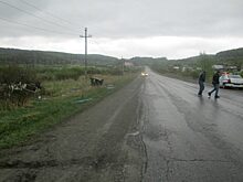 В Златоусте разбился водитель автомобиля Хонда