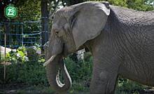 В варшавском зоопарке стресс у слонов будут лечить лекарством из марихуаны