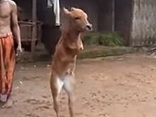 Прямоходящего теленка сняли на видео