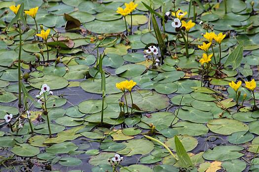 Потерявшийся в лесу грибник встретил день рождения на болоте