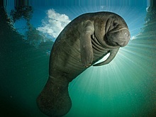 На замену «Шторму» выплывает «Ламантин»