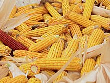 РФ может запретить поставки кукурузы из США