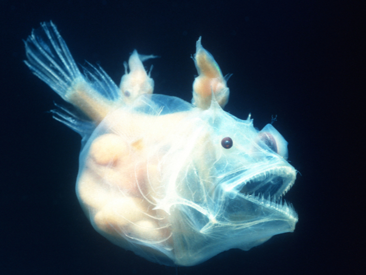 Бурый протоптер. Стая рыб. Рыбы которые живут в воде. Рыба голомянка из озера байкал. Рыбы которые живут в воде.