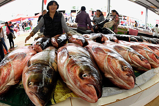 Эксперт рыболовства Савельев: из-за цен потребление рыбы в РФ рухнуло вдвое