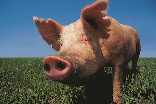 В Краснодарском крае уничтожат 20 тысяч зараженных свиней