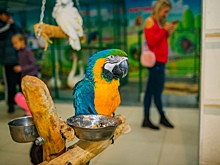 БОЛЬШАЯ АФИША