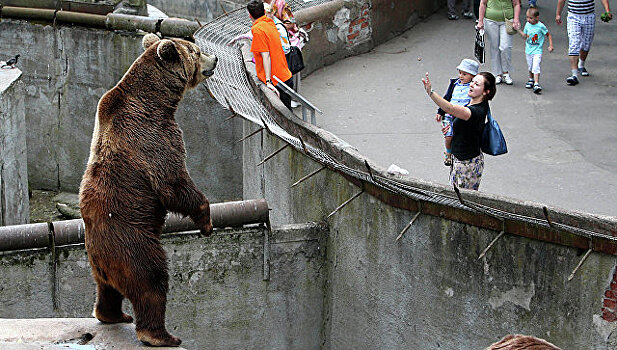 В калининградском зоопарке откроют дом престарелых для медведей