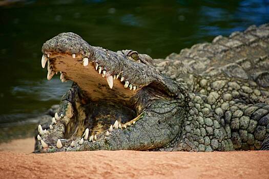 Четырехметровый крокодил едва не откусил дрессировщику половые органы