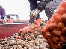 Цену на картошку в Челябинской области накручивают в два-три раза