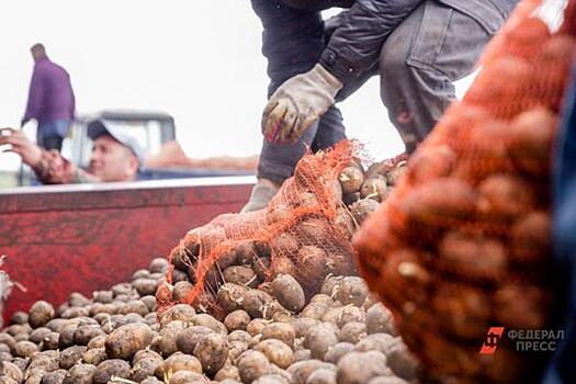 Цену на картошку в Челябинской области накручивают в два-три раза