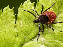 В Новосибирской области за неделю укусу клеща подверглись 2000 жителей