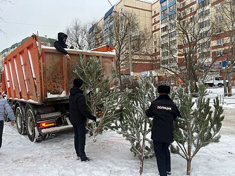 Незаконный елочный базар обнаружили в Ленинском районе