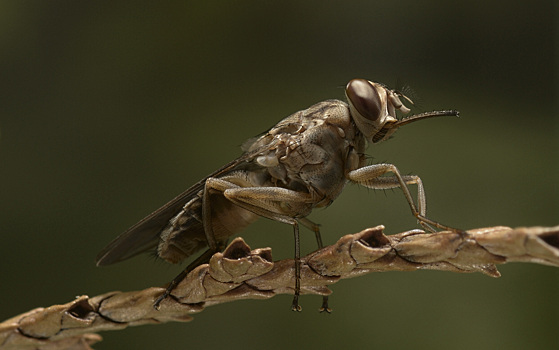 Биологи вырастили муху с генами времен динозавров