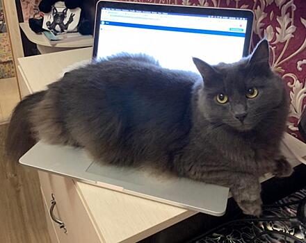 Снова вместе: кот, который сбежал с авиарейса в Ярославле, нашелся через пять месяцев