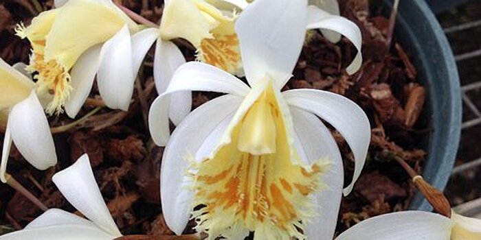 Более 50 орхидей-павлинов подарили "Аптекарскому огороду" в честь 8 марта