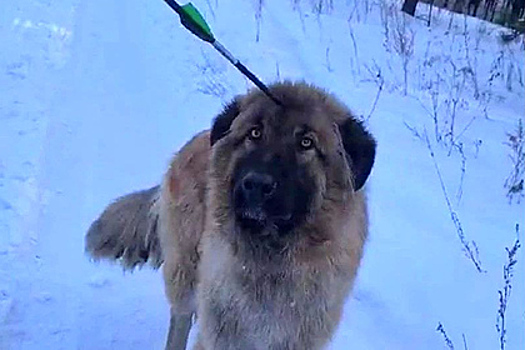 Россияне обнаружили живую собаку с арбалетным болтом в голове