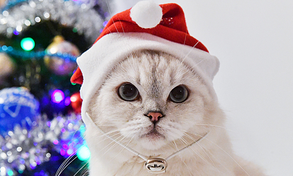 Год Кролика или Кота: как правильно и почему оба являются символом года?