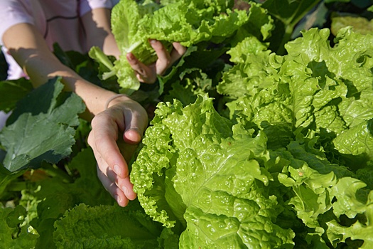 В МФТИ создали технологию выращивания зелени в условиях Крайнего Севера