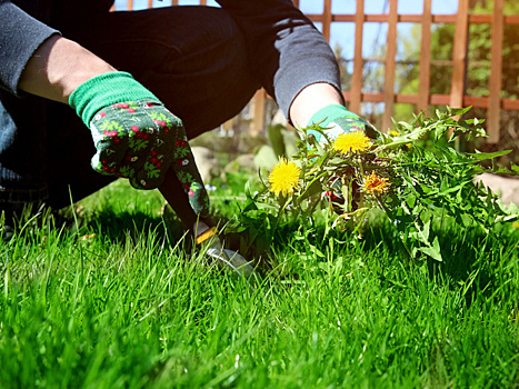 Как дачники борются с самыми злостными сорняками? Ищем самые эффективные способы