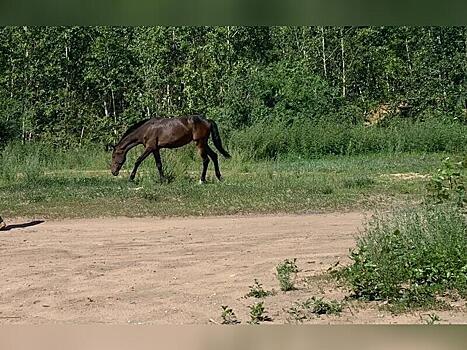 Водитель сбил лошадь на федеральной трассе