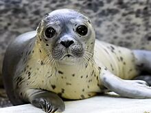 Пять пар животных, которых люди не различают между собой