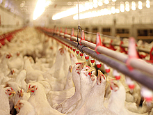 История в стиле 90-х: в Новосибирской области одна из птицефабрик выдавала зарплату курами